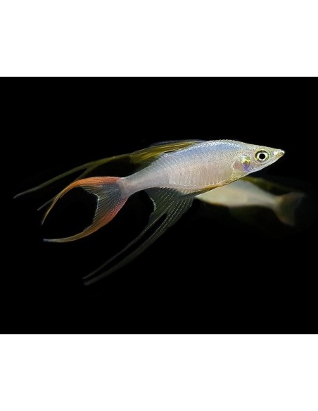 IRIATHERINA WERNERI 2.5-3CM