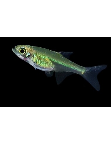 RASBORA KUBOTAI 1.5-2CM