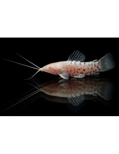 HOPLOSTERNUM THORACATA ALBINO 4-5CM