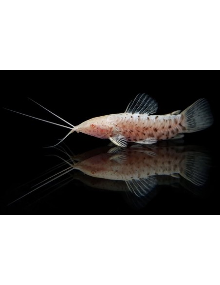 HOPLOSTERNUM THORACATA ALBINO 4-5CM