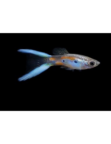 GUPPY MACHO TIJERA 2.5-3CM