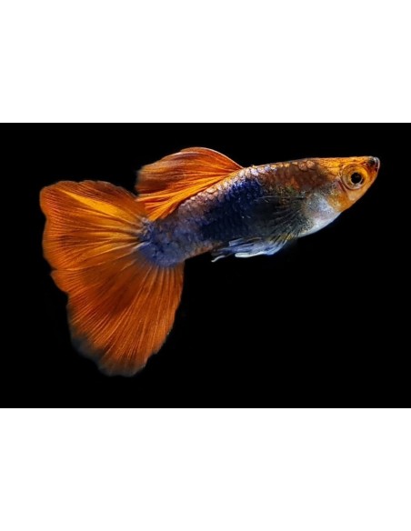 GUPPY MACHO KOI TUXEDO 2-2.5CM