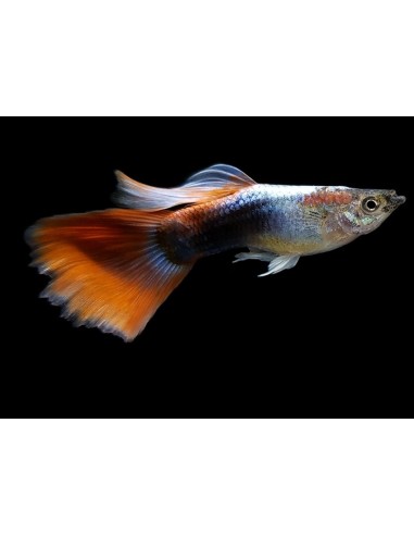 GUPPY MACHO H.B. ROJO DELTA NEON 3.5-4 CM BSF