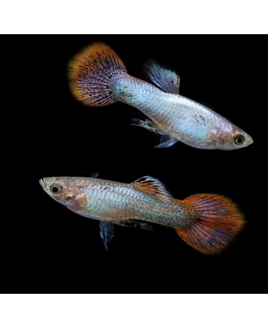 GUPPY MACHO PURPLE FLAME 3-3.5 CM BSF