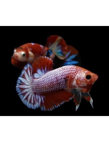 BETTA MACHO PLAKAT HELLBOY 3-4CM