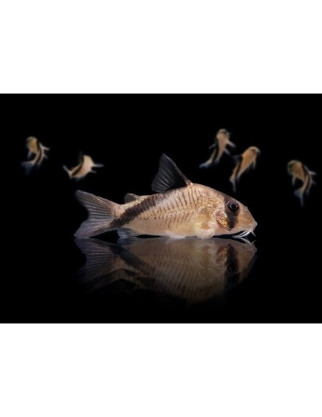 CORYDORAS MELINI 2.5-3cm