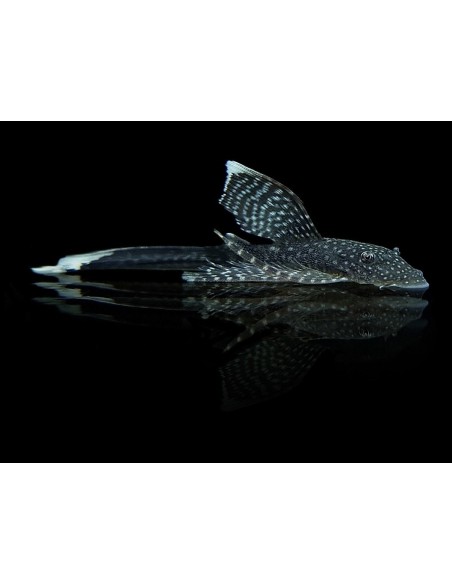 ANCISTRUS SP LONG FIN XL