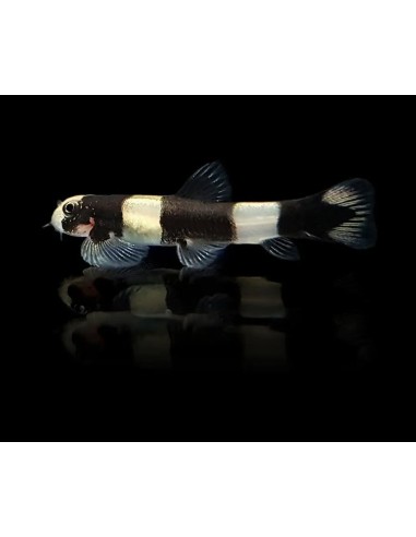 BOTIA PANDA 2-2-5 CM