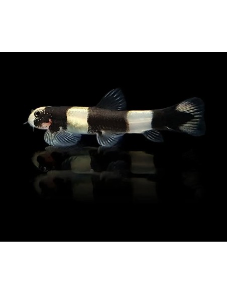 BOTIA PANDA 2-2-5 CM