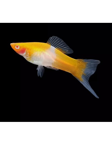 XIPHO KOHAKU 4-4.5CM