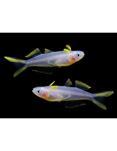 POPONDETA FURCATA 2-2.5 CM 2