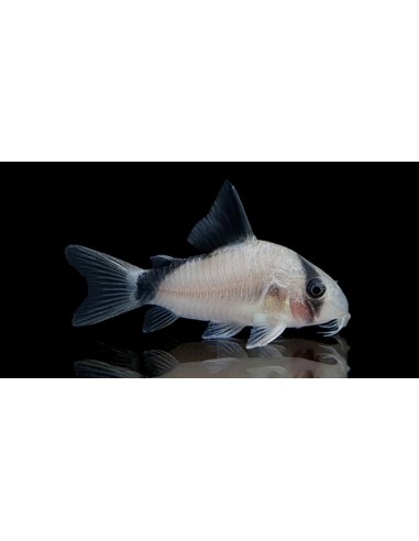 CORYDORAS METAE 2.5-3