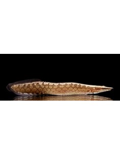 MASTACEMBELUS ARMATUS 8-10CM