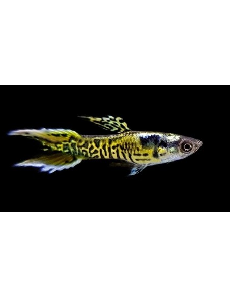 GUPPY MACHO ENDLER COBRA VERDE 2-2.5 CM