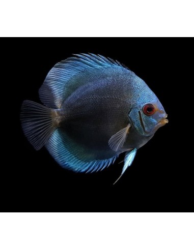 DISCO AZUL DIAMANTE 5-6CM