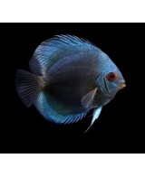 DISCO AZUL DIAMANTE 5-6CM