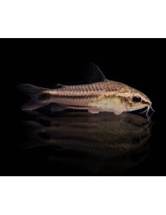 CORYDORAS PYGMEUS 1.5-2CM 2