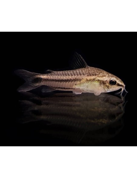 CORYDORAS PYGMEUS 1.5-2CM
