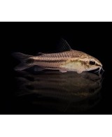 CORYDORAS PYGMEUS 1.5-2CM
