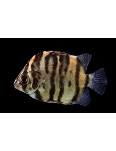 SCATOPHAGUS ROJO 3-4CM