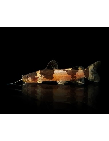 MICROSYNODONTIS BATESII 2,5