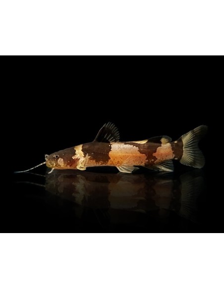 MICROSYNODONTIS BATESII 2,5