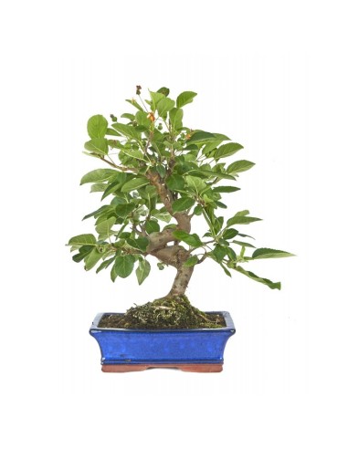 Bonsái Malus 12 años  Manzano en miniatura con flores y frutos decorativos

