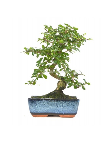 Bonsái Carmona Microphylla Mistral 8 años  Elegancia y fácil cuidado para interiores

