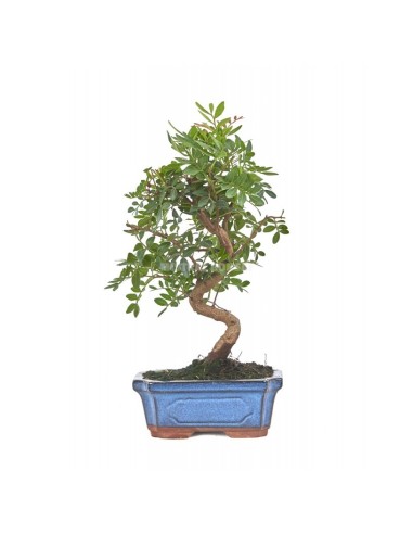 Bonsái Pistacia Lentiscus Mistral 7 años | Lentisco Perenne para Interior y Exterior | Endanea Garden

