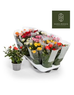 Rosa Kordana Mix  Rosas Compactas y Coloridas para Jardín e Interior | Endanea Garden

