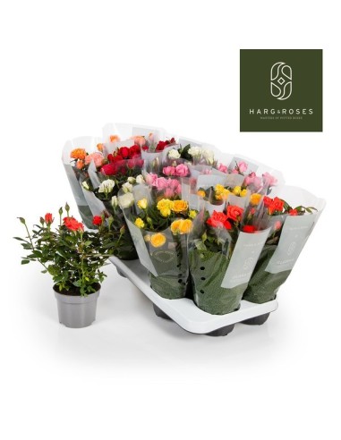 Rosa Kordana Mix  Rosas Compactas y Coloridas para Jardín e Interior | Endanea Garden

