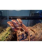 DRAGON BARBUDO ROJO 25CM / POGONA VITTICEPS