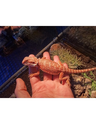 DRAGON BARBUDO ROJO 25CM / POGONA VITTICEPS