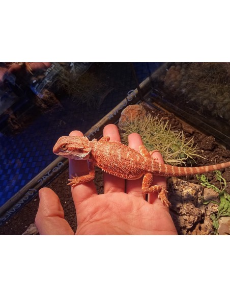 DRAGON BARBUDO ROJO 25CM / POGONA VITTICEPS