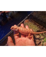 DRAGON BARBUDO ROJO 25CM / POGONA VITTICEPS