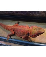 DRAGON BARBUDO ROJO +25CM / POGONA VITTICEPS