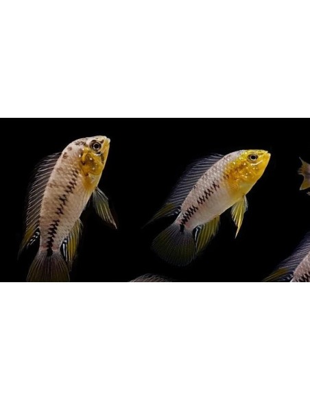 APISTOGRAMMA BORELLI  3-3.5CM