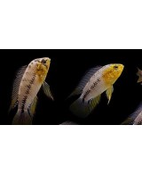 APISTOGRAMMA BORELLI  3-3.5CM