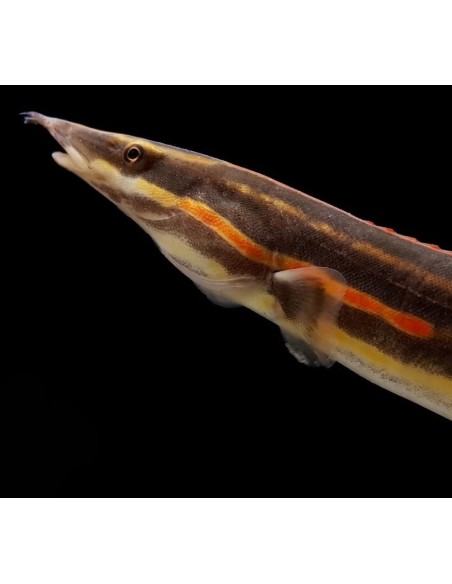 ANGUILA ROJO FUEGO 9-10CM