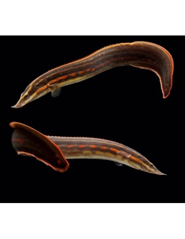ANGUILA ROJO FUEGO 9-10CM