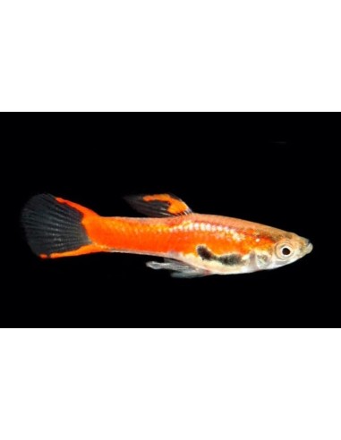 GUPPY MACHO ENDLER ROJO 2-2.5 CM