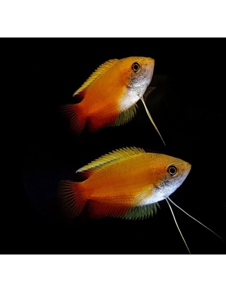 COLISA CHUNA MIEL 3-3.5CM