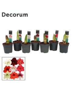 Amaryllis Hipp 2 Plus Extra Specials bulbo de floración abundante y decorativa