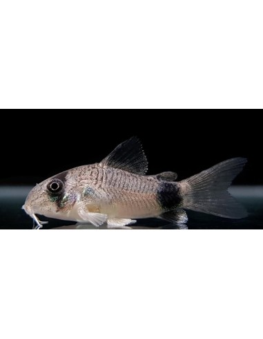 CORYDORAS PANDA 2,5-3CM