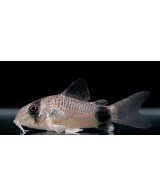 CORYDORAS PANDA 2,5-3CM