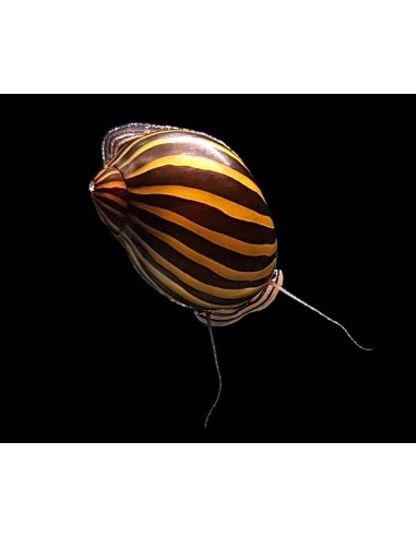 CARACOL CEBRA 2-3CM