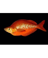 GLOSSOLEPIS INCISUS 5-6CM