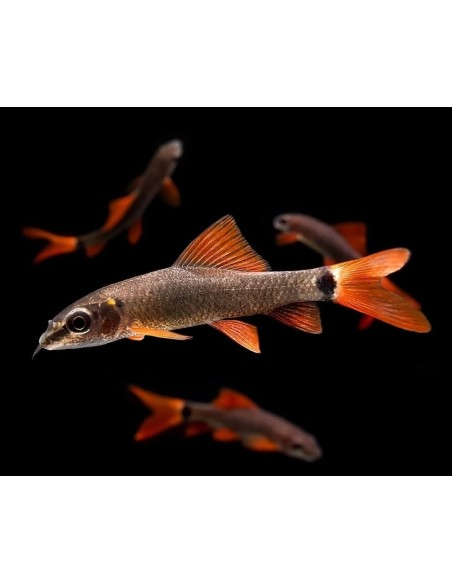 LABEO ARCOIRIS 4-5CM