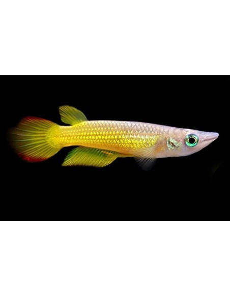 PANCHAX AMARILLO APLCHEILUS PANCHAX  2.5-3CM