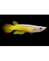PANCHAX AMARILLO APLCHEILUS PANCHAX  2.5-3CM